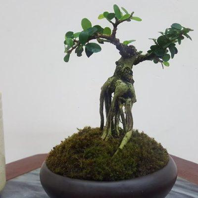 Bonsai đẹp 2018