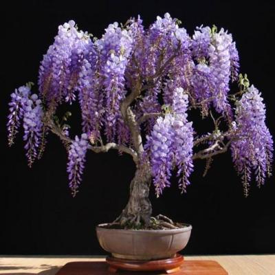 100 Tác Phẩm Mai Bonsai - Làm Mãn Nhãn Người Xem