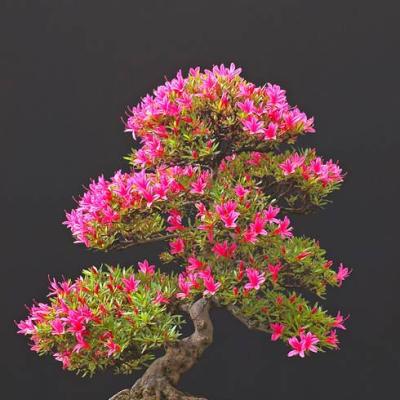 Cách làm bonsai mini không tốn tiền
